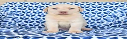 Labrador Retriever dogs for sale: Chance - Ad 4