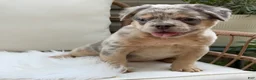 French Bulldog dogs for sale: Sophie - Ad 2