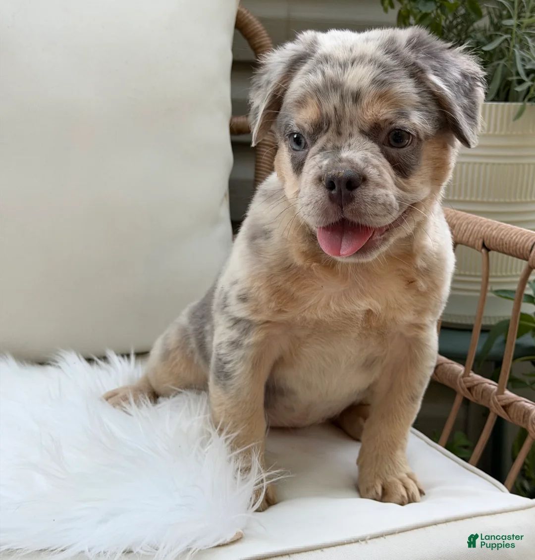 French Bulldog dogs for sale: Sophie - Ad 2