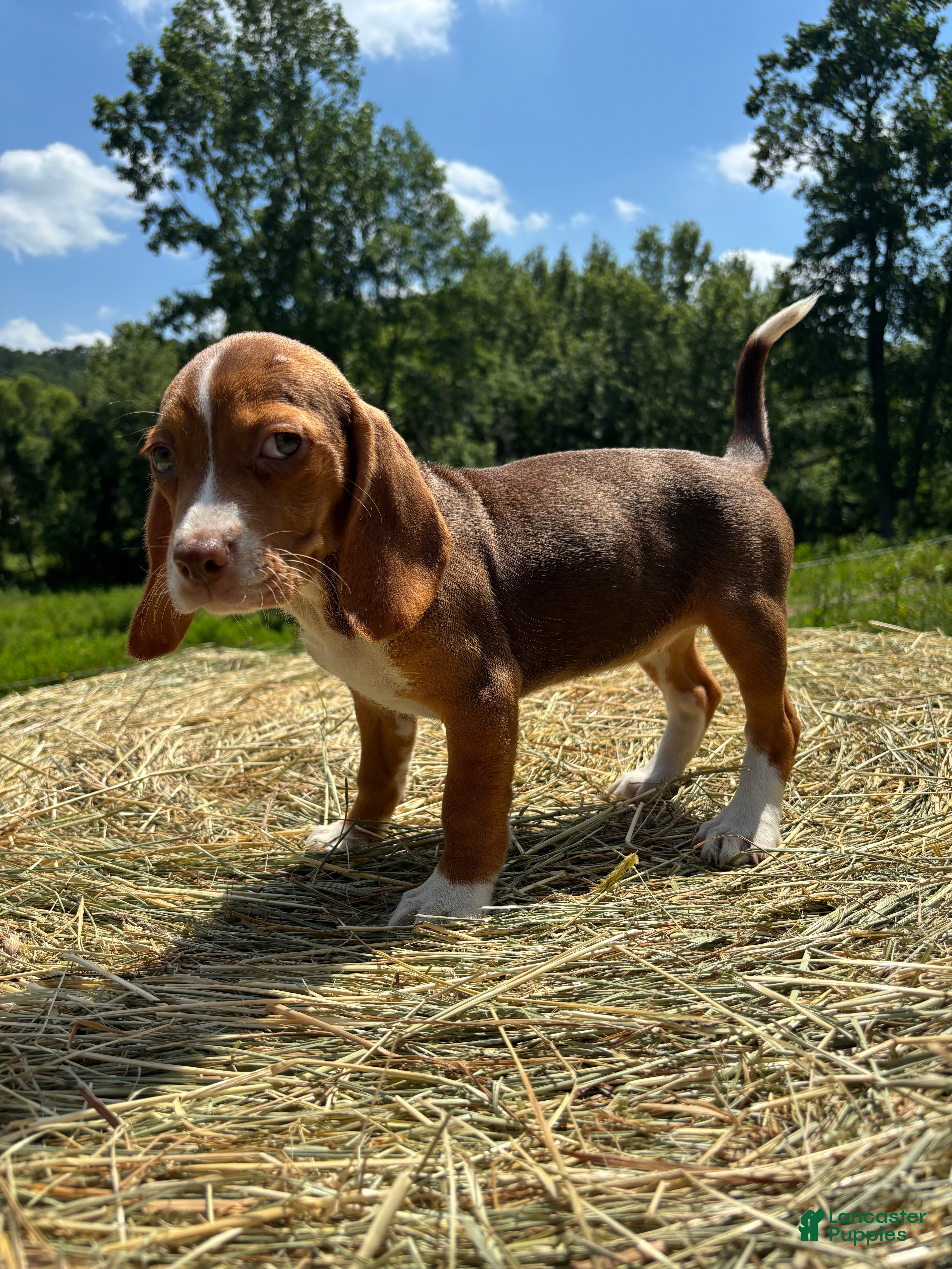 Beagle dogs Beagle 3 - Ad 41