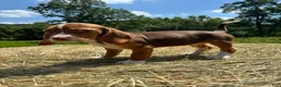 Beagle dogs for sale: Beagle 3 - Ad 1