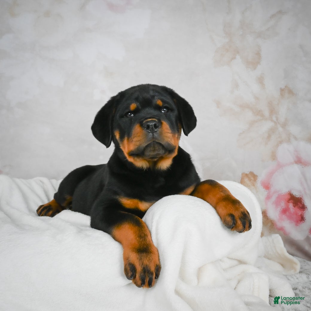 Rottweiler dogs Blake - Ad 6