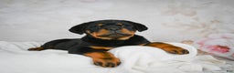 Rottweiler dogs for sale: Blake - Ad 1