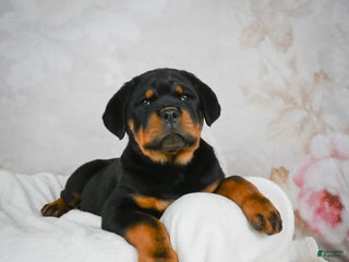 Rottweiler dogs Blake - Ad 6