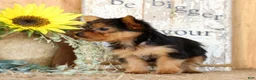 Morkie dogs for sale: Opal - Ad 7