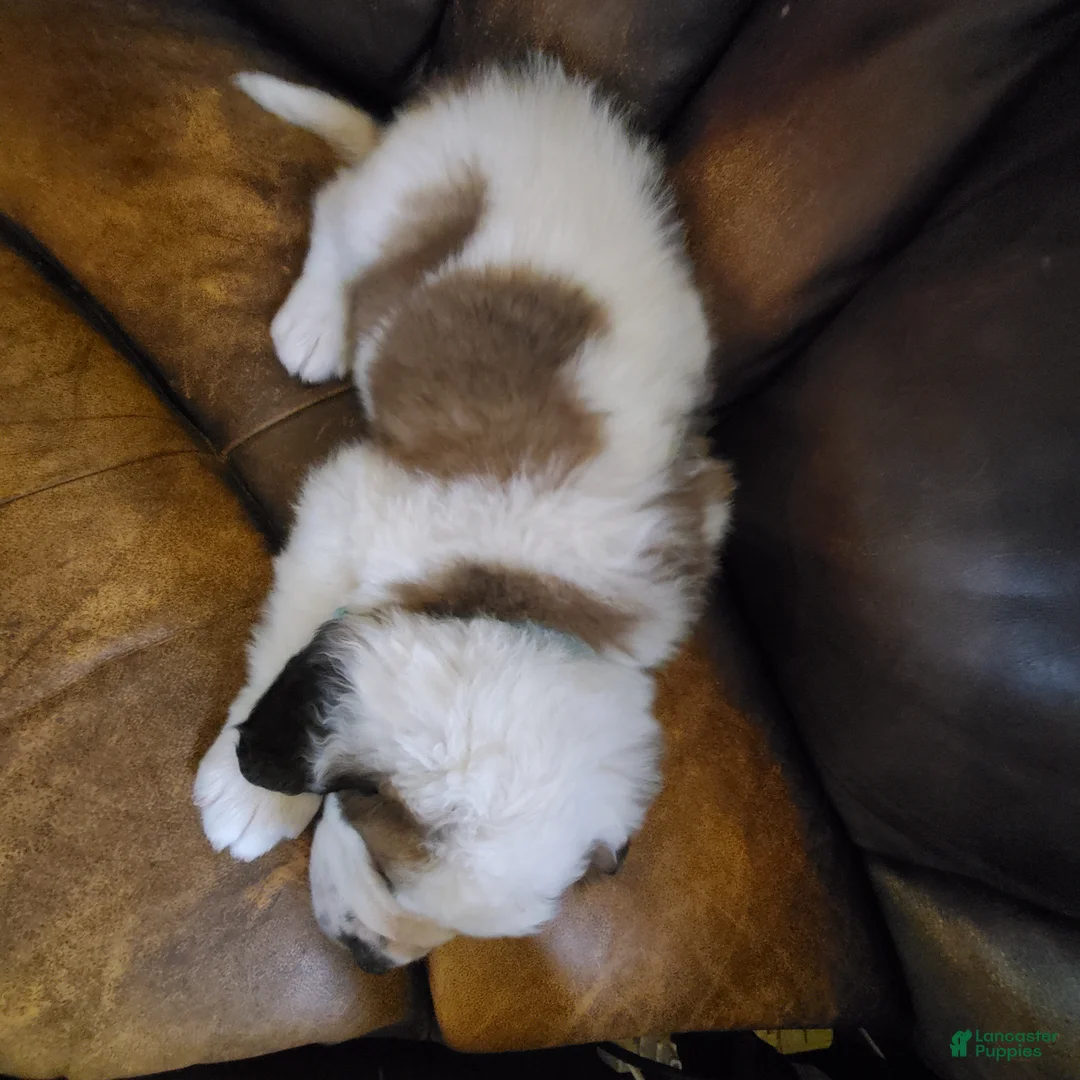 Saint Bernard dogs for sale: Saint Bernard Puppy 2 - Ad 2