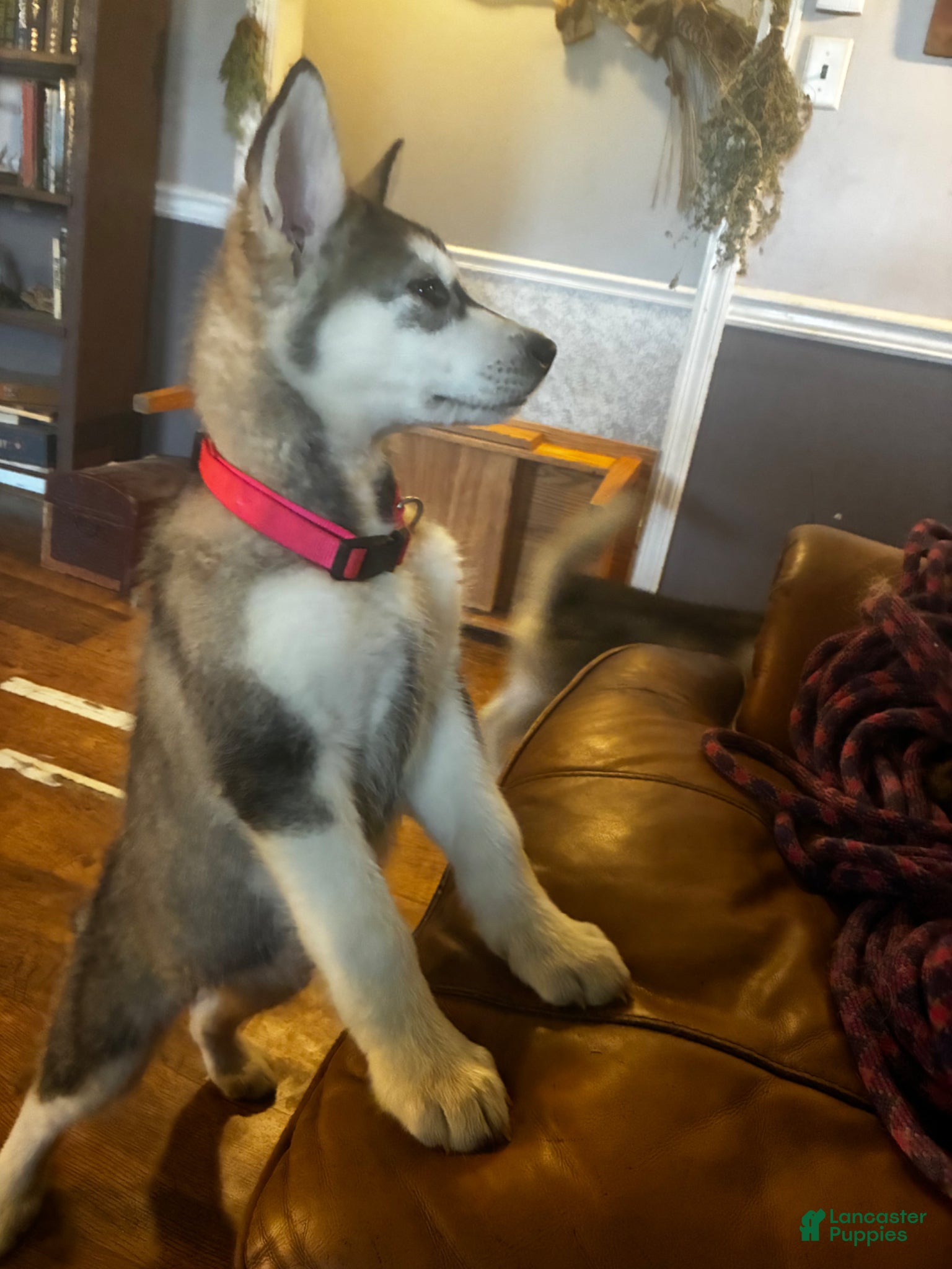 Alaskan Malamute dogs Maude - Ad 1