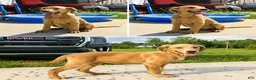 Double Doodle dogs for sale: Double Doodle— ButterCup  - Ad 1