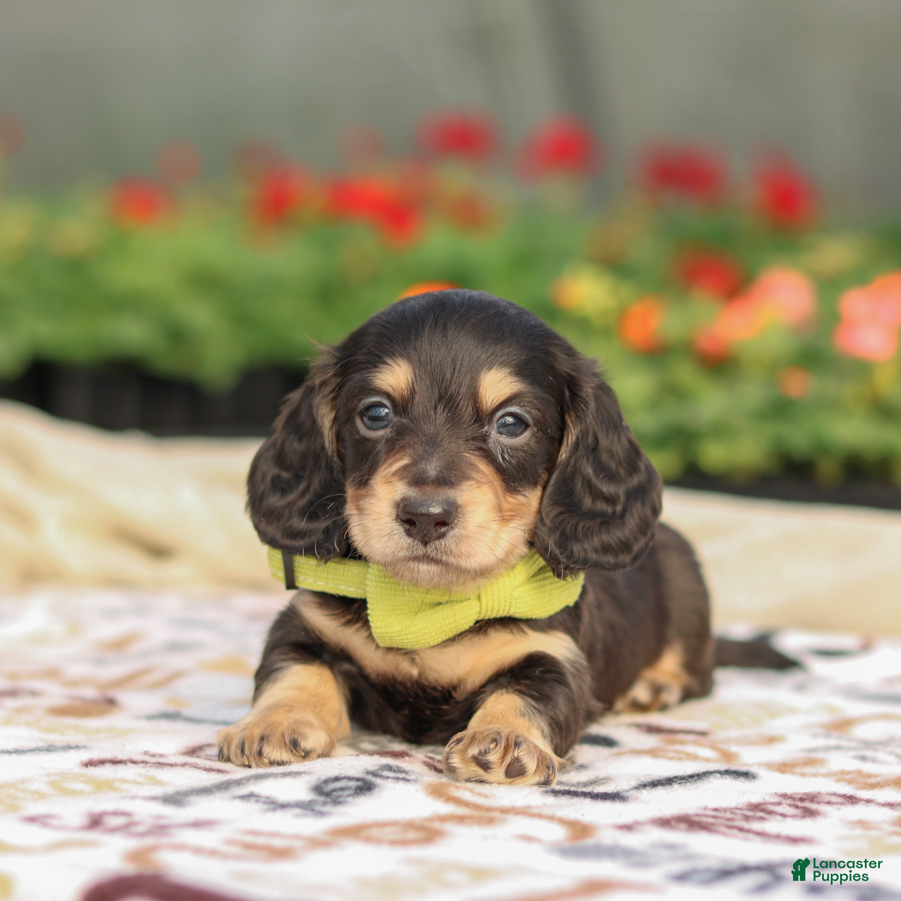 Miniature Dachshund dogs Echo  - Ad 1