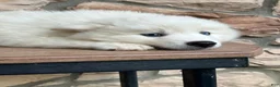 Pomsky dogs for sale: Surf - Ad 4