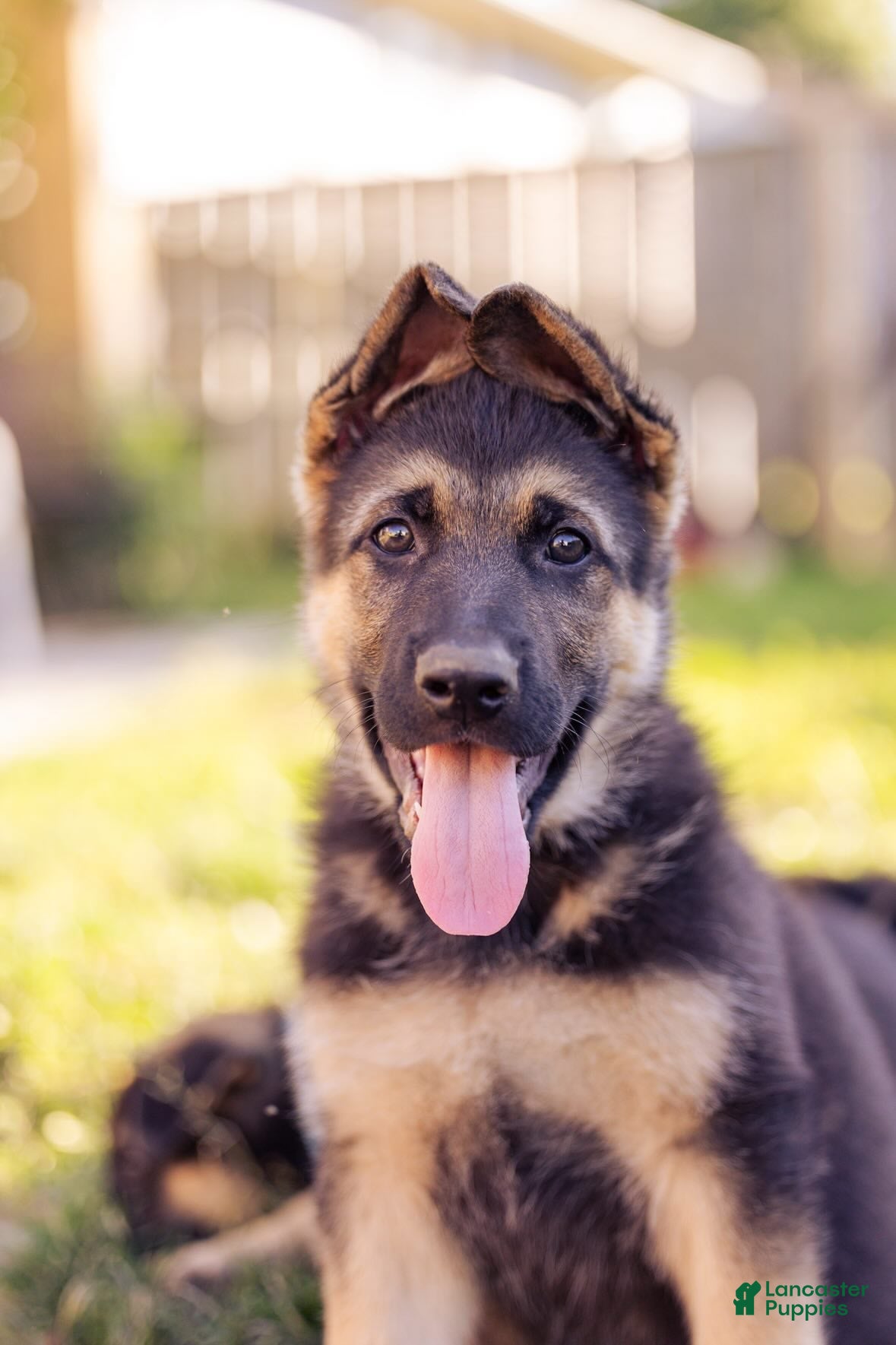 German Shepherd dogs Duke - Ad 2
