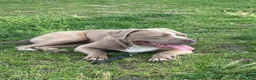 American Bully dogs for sale: Brown Sugar - Ad 4