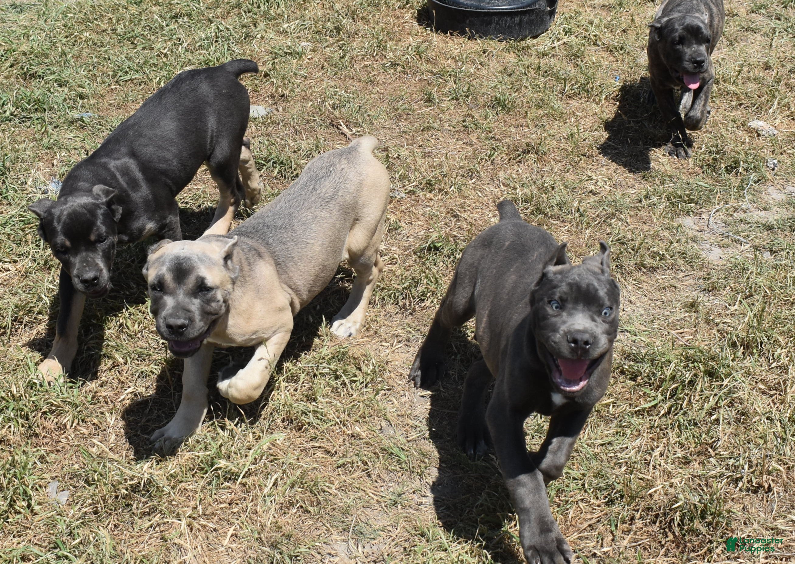 Cane Corso dogs Group Photos - Ad 2