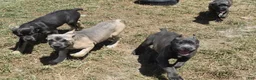 Cane Corso dogs for sale: Group Photos - Ad 2
