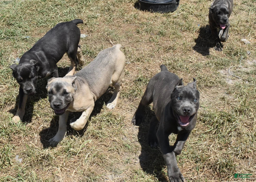 Cane Corso dogs for sale: Group Photos - Ad 2