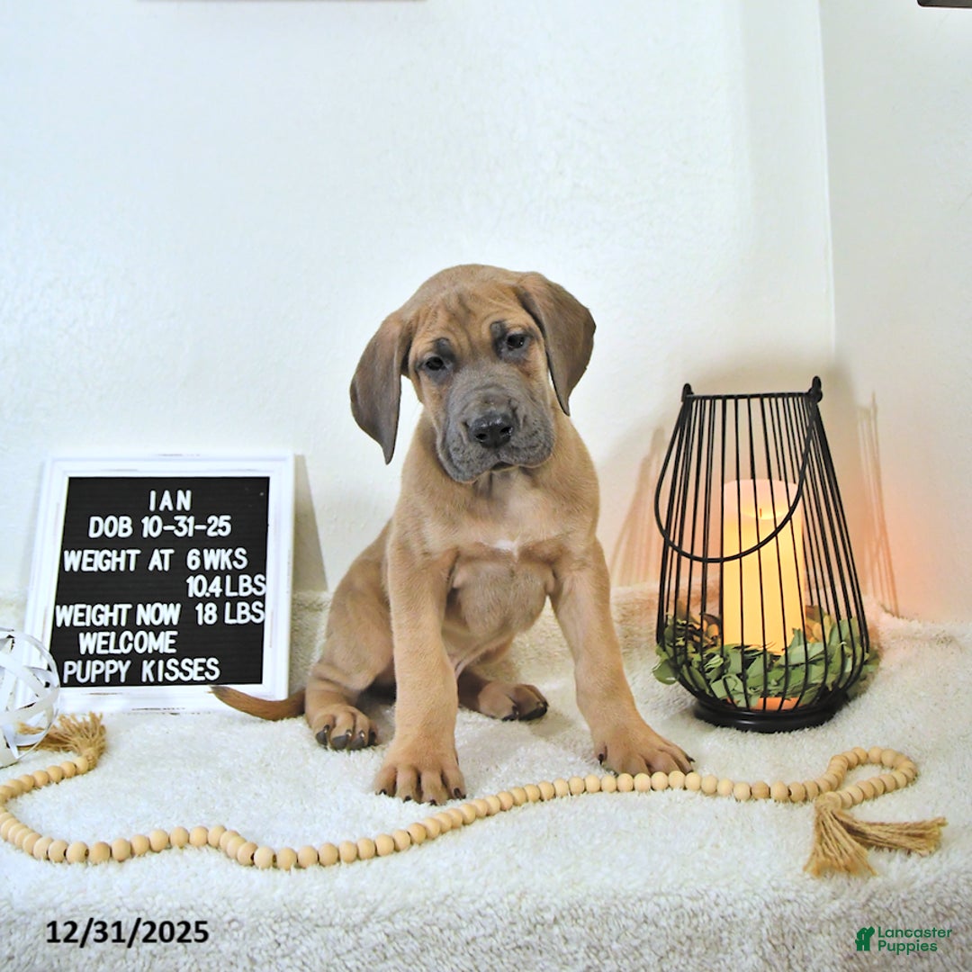 Great Dane dogs for sale: Ian - Ad 6