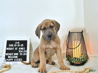 Great Dane dogs Ian - Ad 30