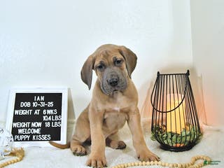 Great Dane dogs Ian - Ad 9