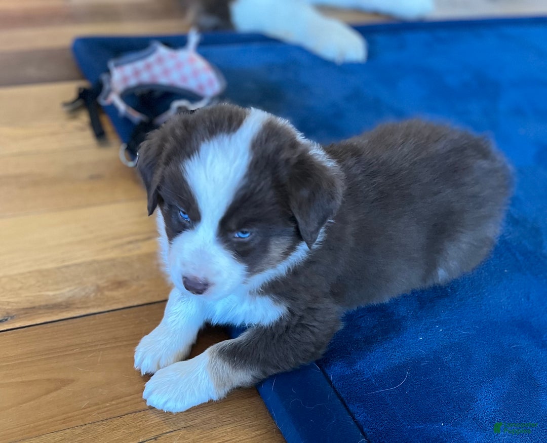 Australian Shepherd dogs for sale: Phobe - Ad 2