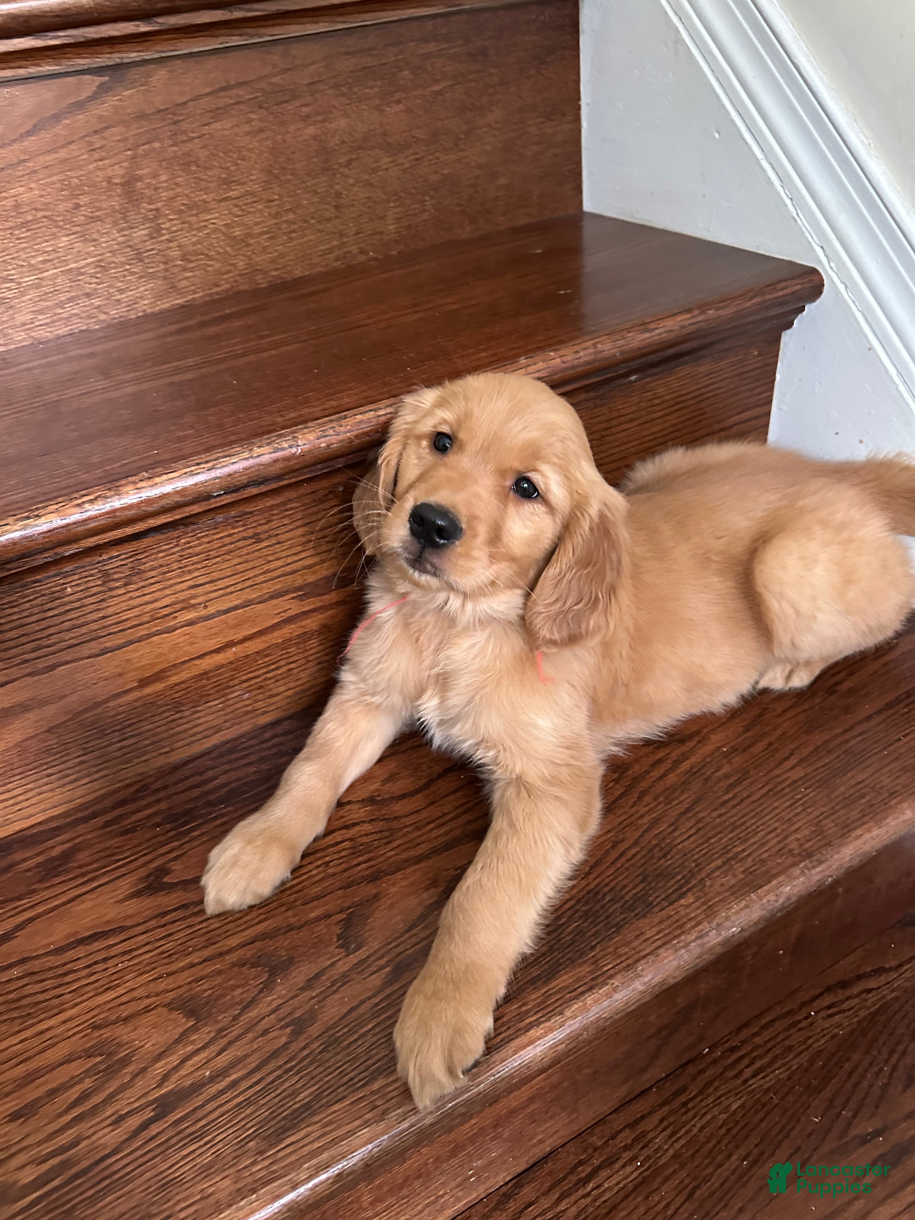 Golden Retriever dogs Nova - Ad 33