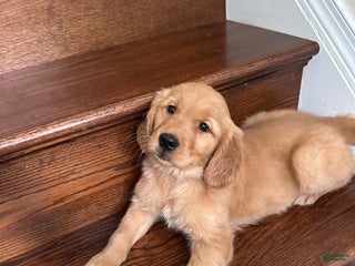 Golden Retriever dogs Nova - Ad 25