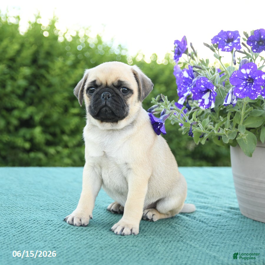 Pug dogs Jack  - Ad 2