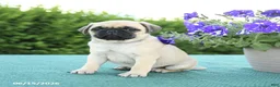 Pug dogs for sale: Jack  - Ad 2