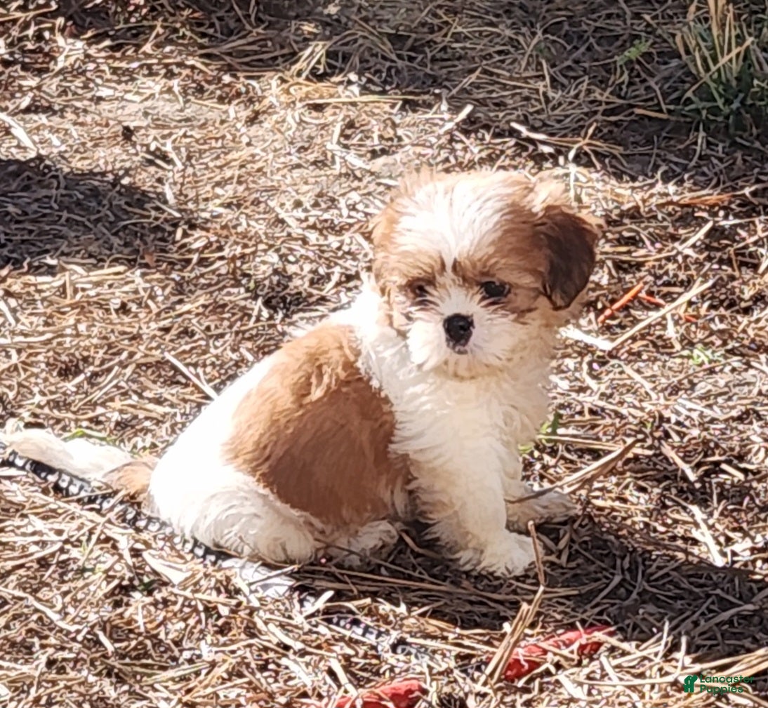 Shih Tzu dogs Bob - Ad 2