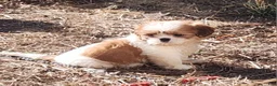 Shih Tzu dogs for sale: Bob - Ad 2