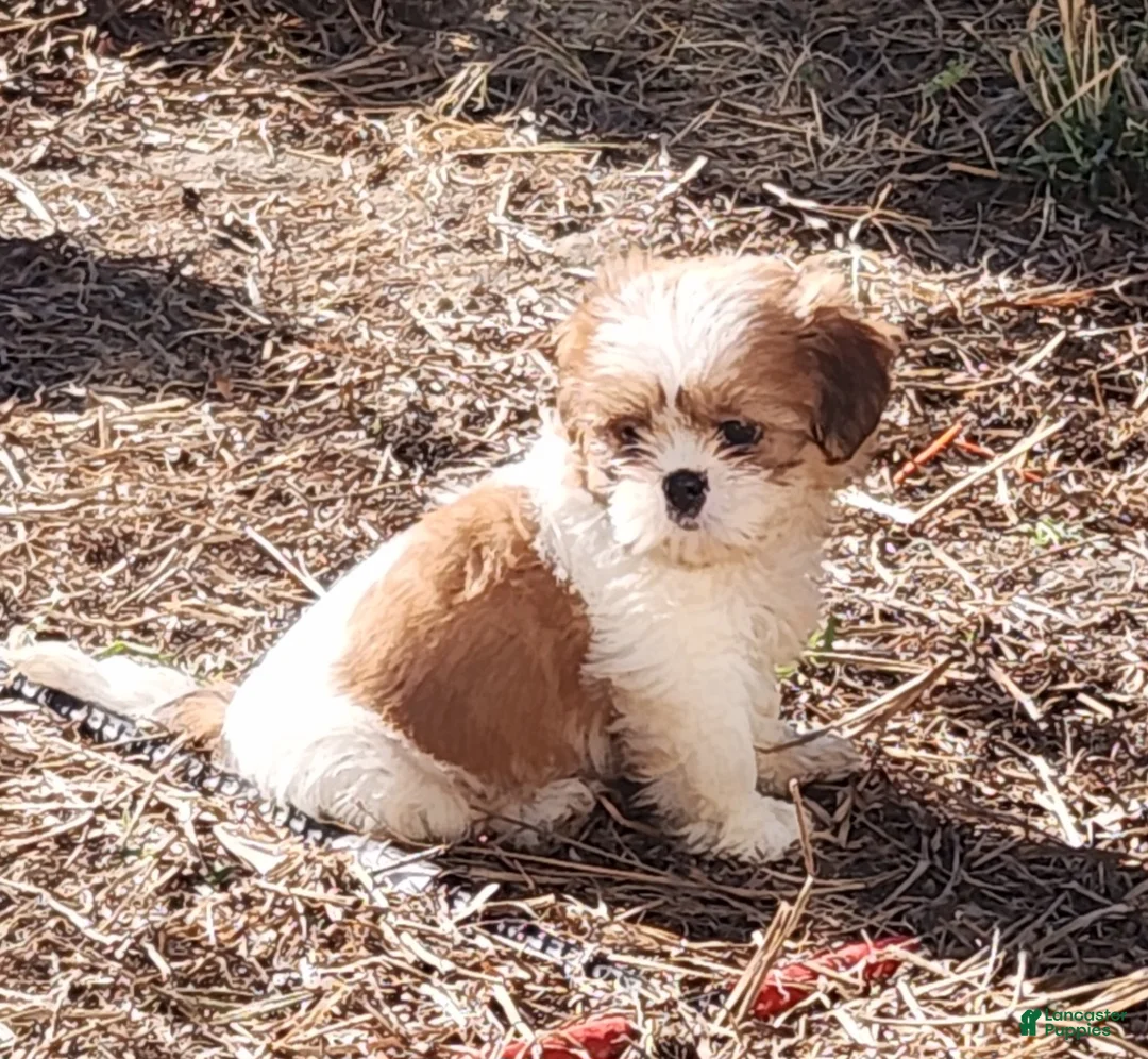 Shih Tzu dogs for sale: Bob - Ad 2