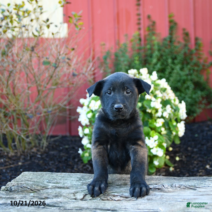 Belgian Malinois dogs for sale: Eden - Ad 2