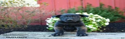 Belgian Malinois dogs for sale: Eden - Ad 2