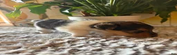 Wire Fox Terrier dogs for sale: Nick Wilde - Ad 5