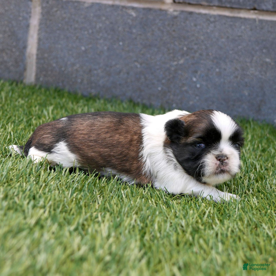 Shih Tzu dogs for sale: Charlie - Ad 16