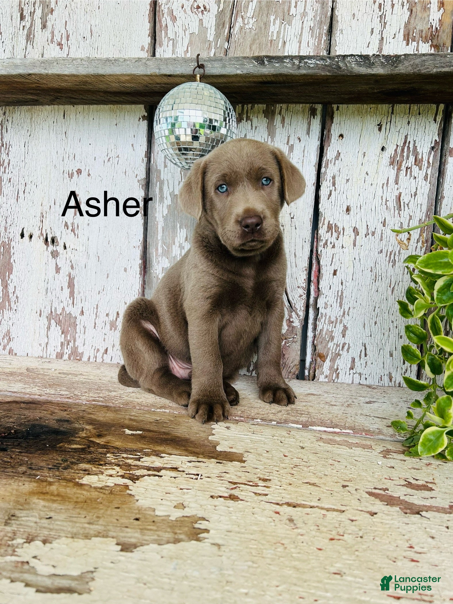 Labrador Retriever dogs Asher  - Ad 1