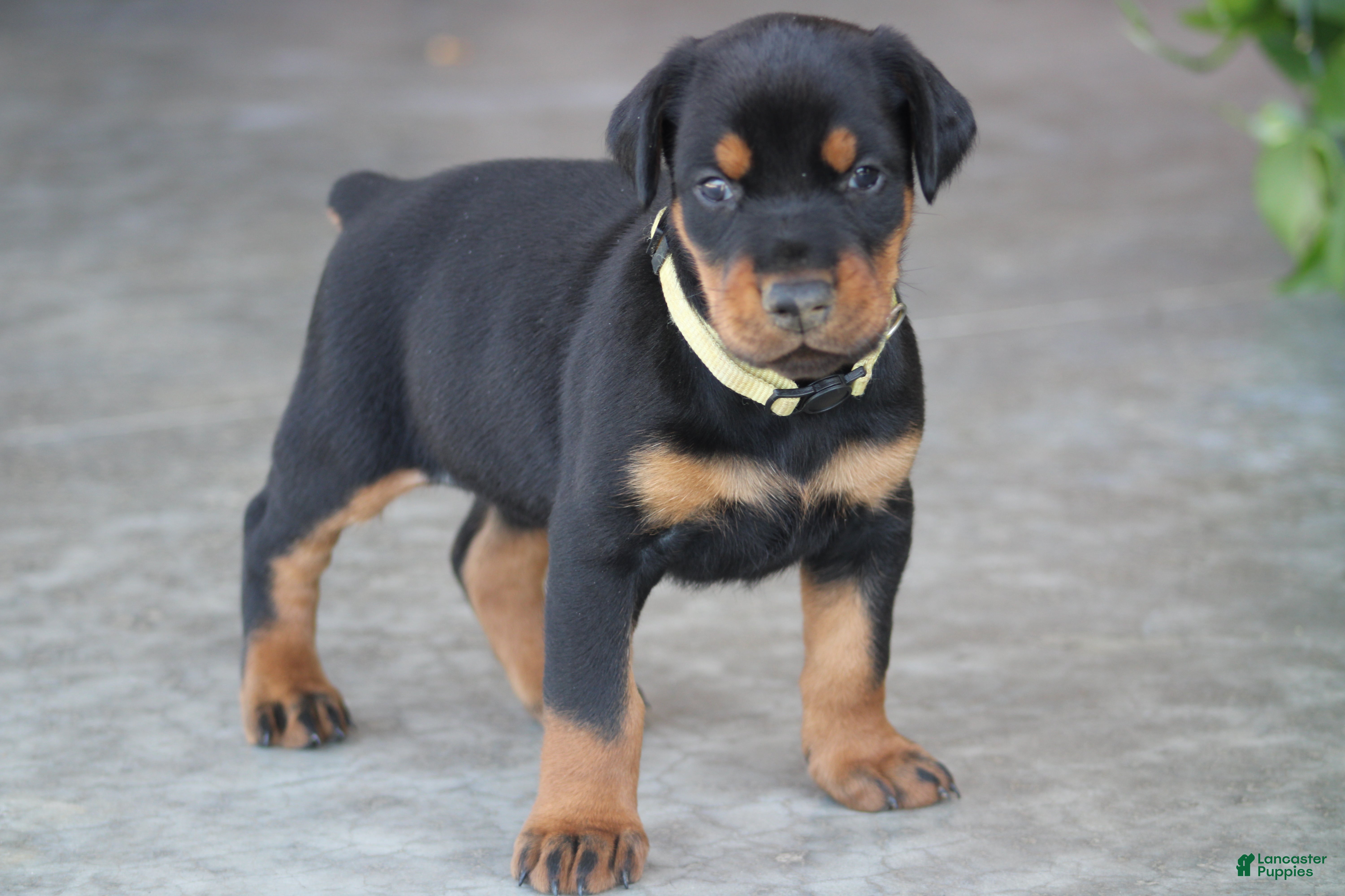 Doberman Pinscher dogs Willow - Ad 1