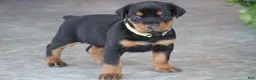 Doberman Pinscher dogs for sale: Willow - Ad 1