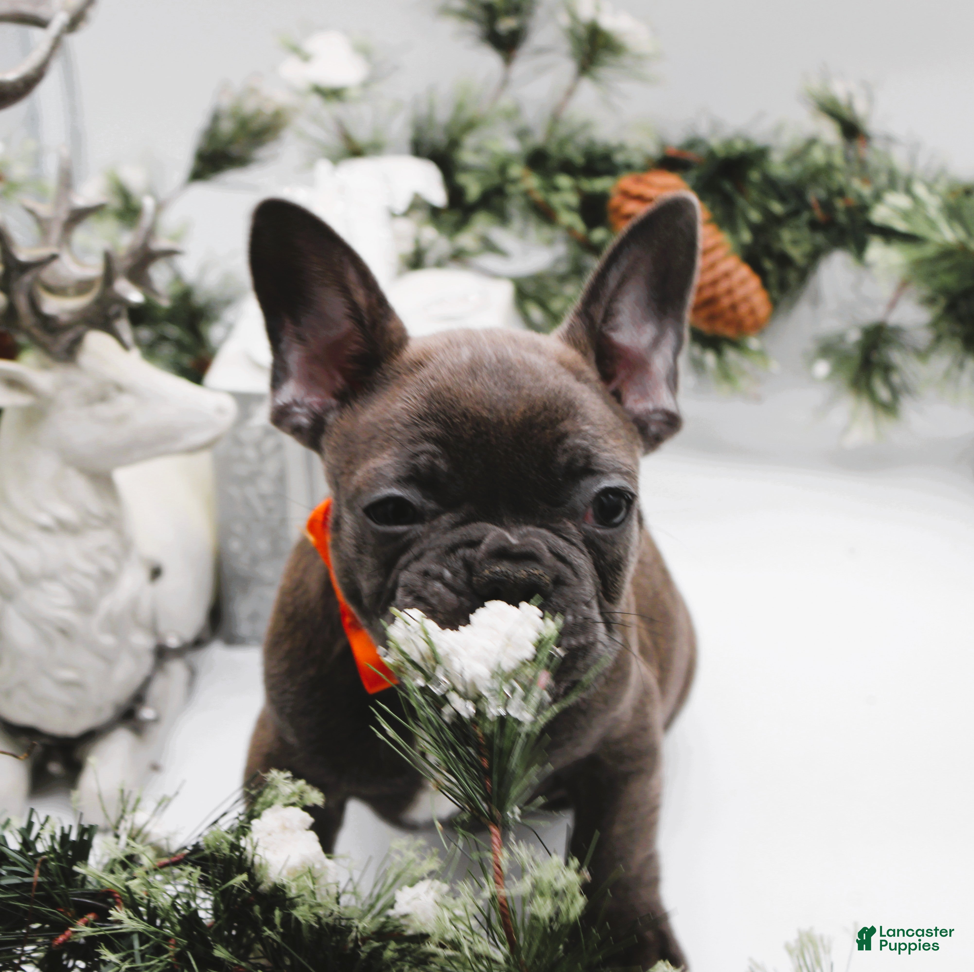 French Bulldog dogs French Bulldog Puppy 2 - Ad 3
