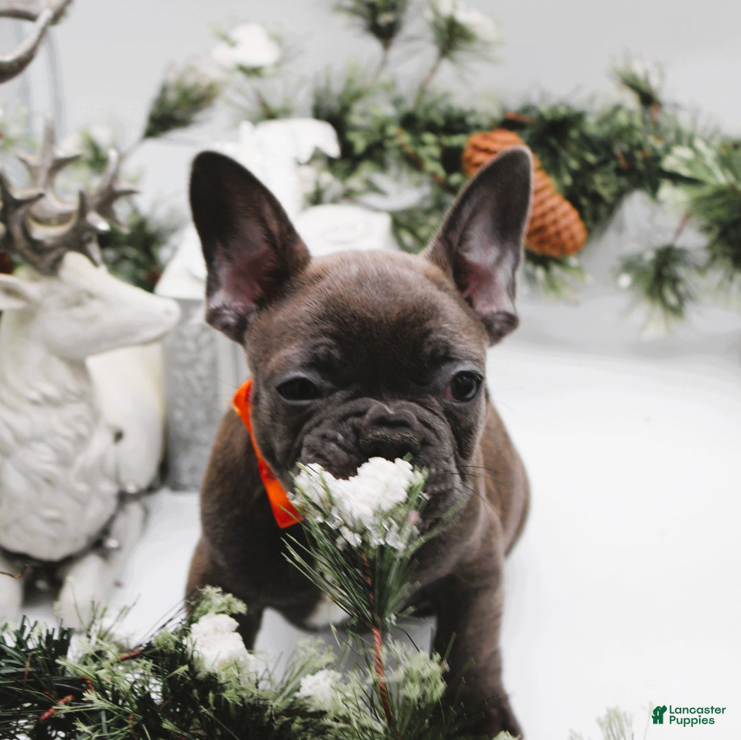French Bulldog dogs for sale: French Bulldog Puppy 2 - Ad 1