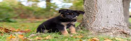German Shepherd dogs for sale: Ronnie - Ad 3