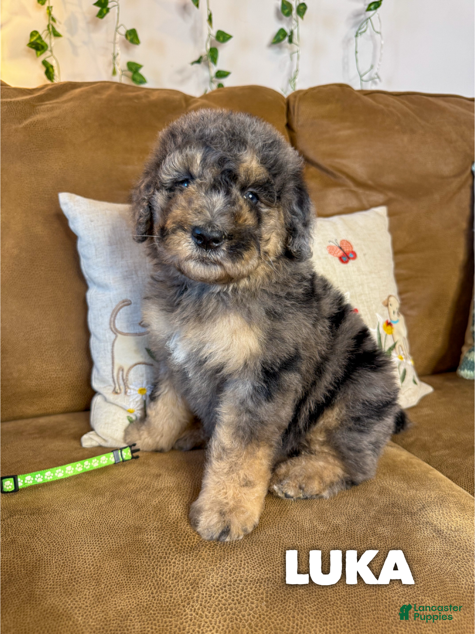 Saint Berdoodles dogs Luka - Standard F1b - Ad 1