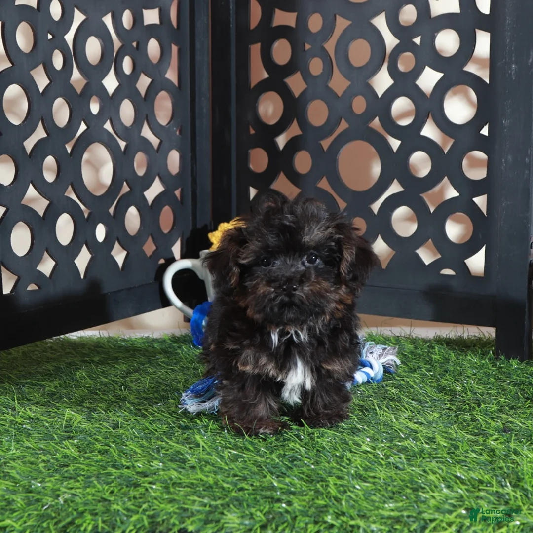 Yorkiepoo dogs for sale: Bo Sweet Little Teacup Yorkiepoo Puppy - Ad 1