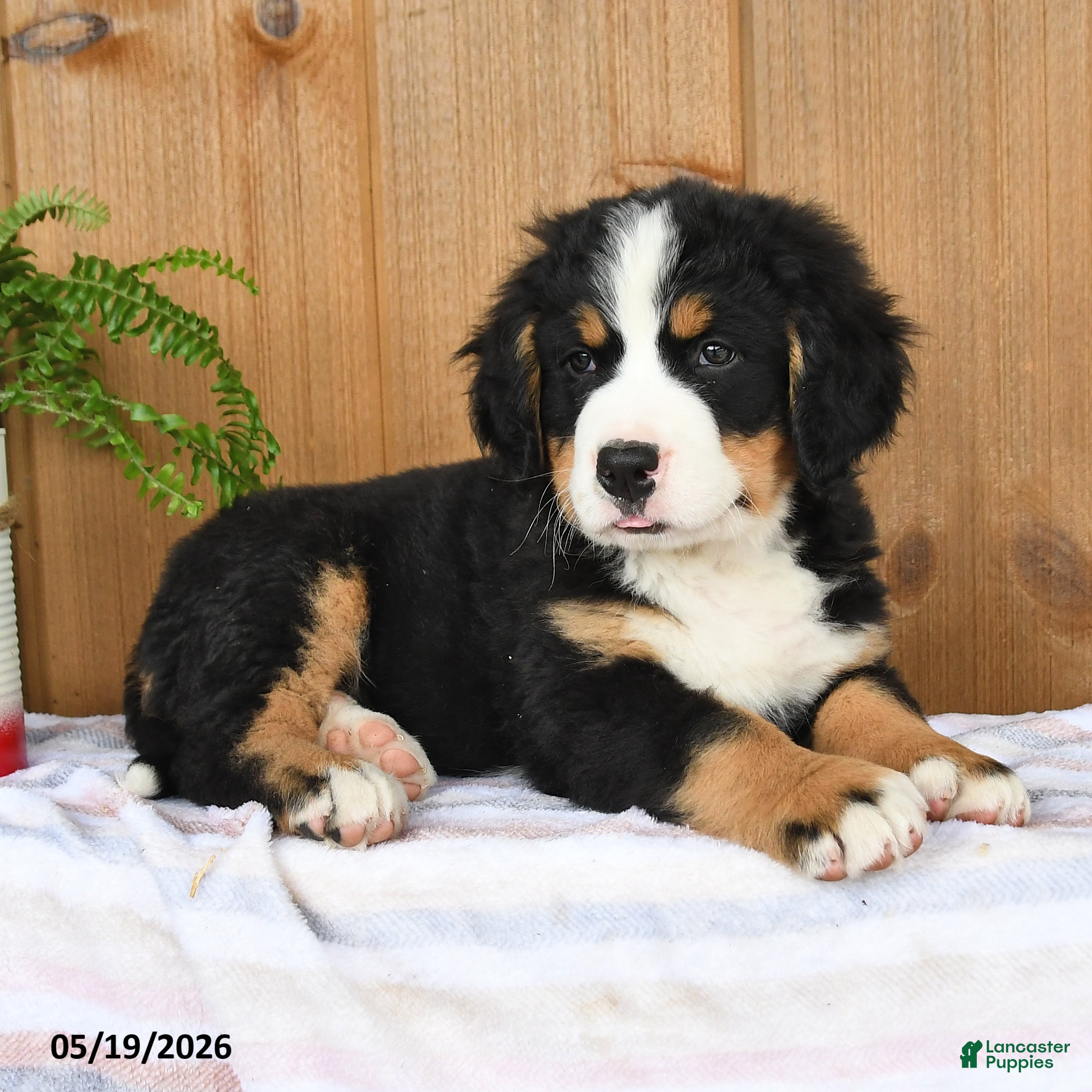 Bernese Mountain Dog dogs Pepper - Ad 2