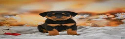 Rottweiler dogs for sale: Mason - Ad 7