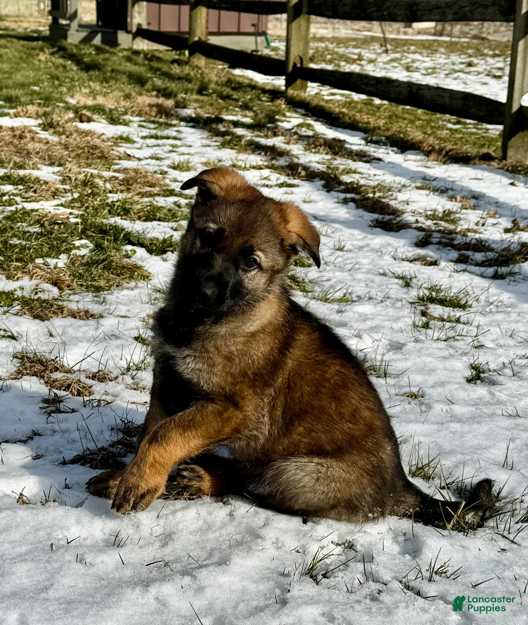 German Shepherd dogs for sale: Augusta - Ad 7