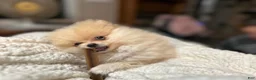 Pomeranian dogs for sale: Pomeranian 2 - Ad 1