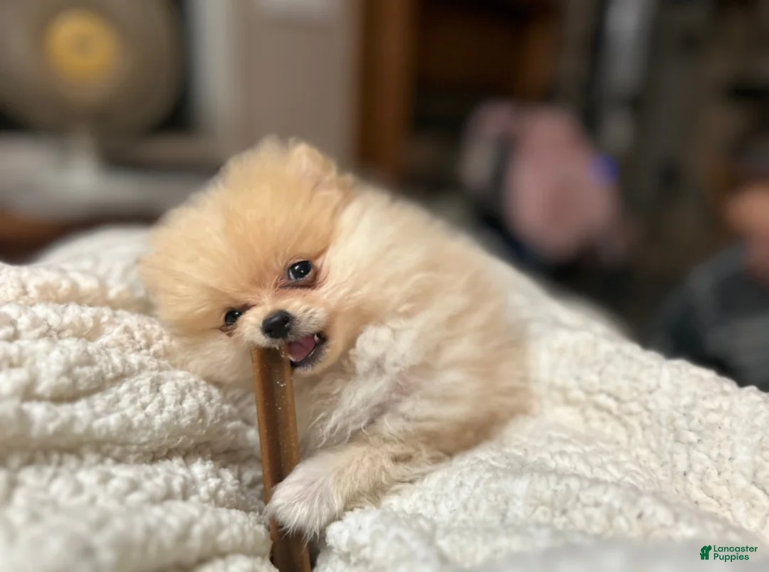 Pomeranian dogs for sale: Pomeranian 2 - Ad 1