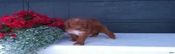Goldendoodle dogs for sale: Peanut - Ad 8