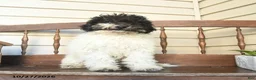 Miniature Labradoodle dogs for sale: Rowan  - Ad 4