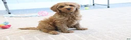 Mini Goldendoodle dogs for sale: Buddy - Ad 5